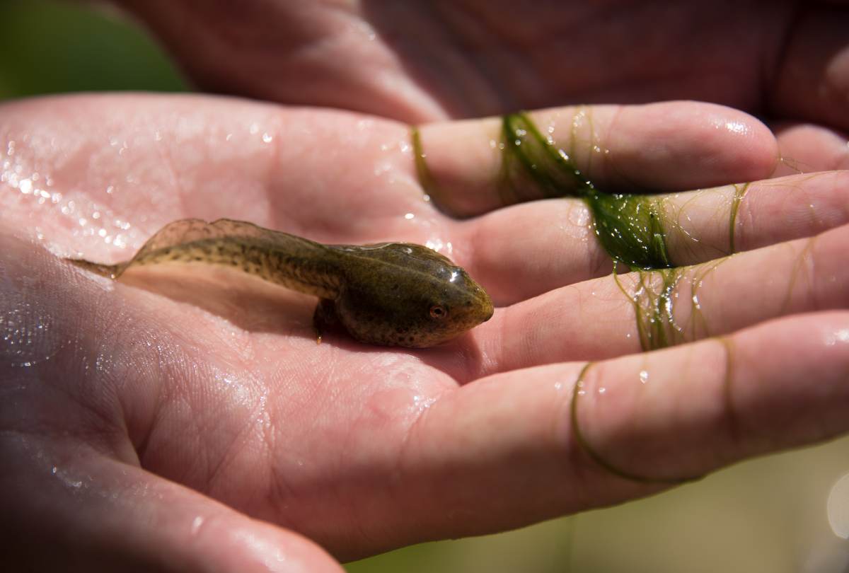 Open hand holding a small tadpole and strands of green pondweed at Polylimnio Waterfalls