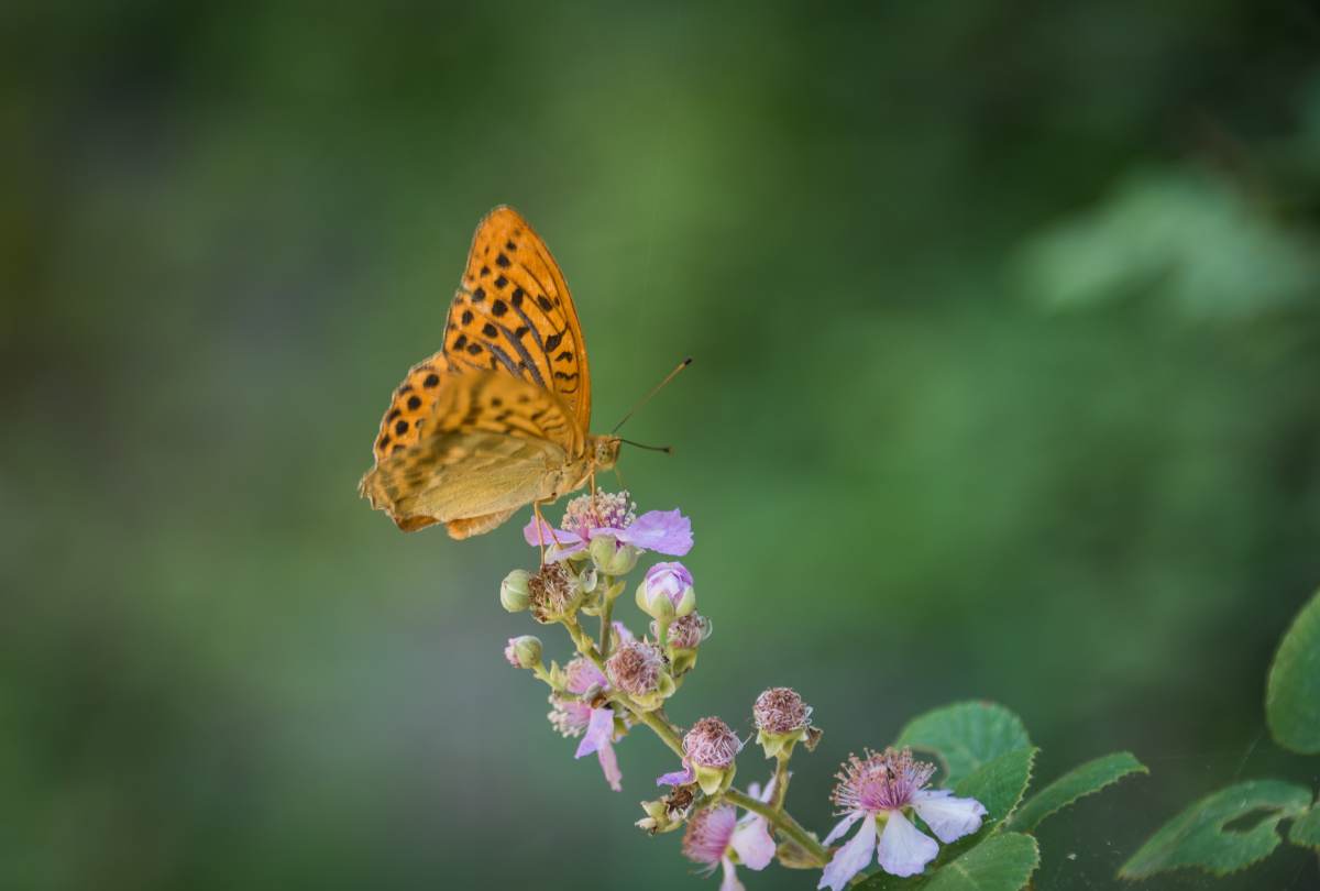 Orange silver-washed fritillary butterfly resting on pink blackberry blossoms against a green forest backdrop