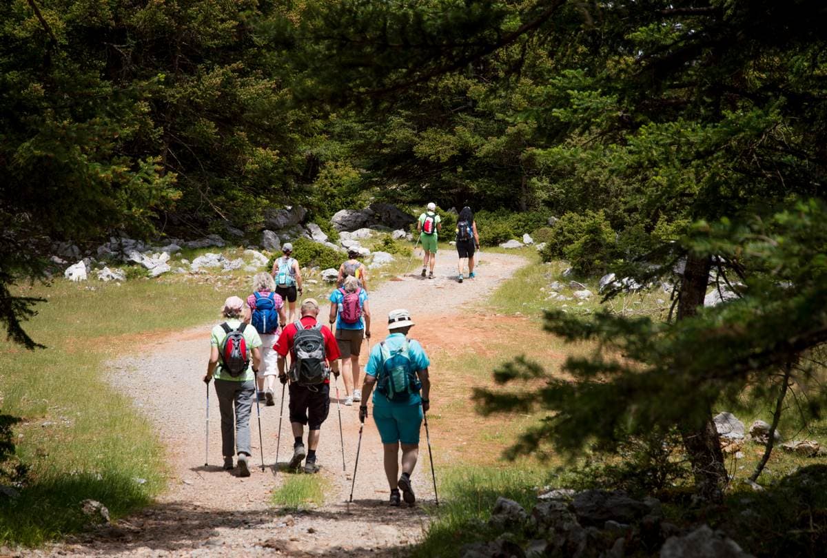 Group of hikers with poles walk a forest track shaded by fir trees in the mountains above Kalamata