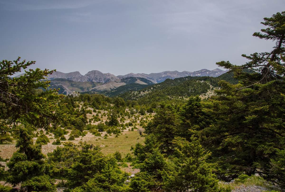 Fir forest and open meadow with the Taygetos mountain range in the distance above Kalamata