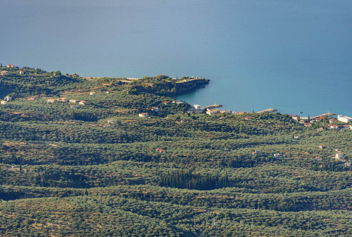 Olive-covered hillside dropping to a small cove and seaside village on the Messinian coast