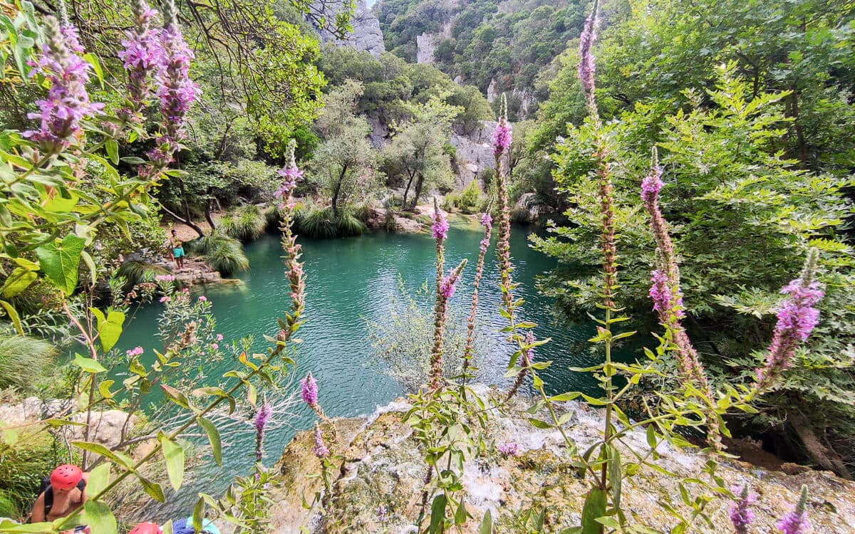 Turquoise Polylimnio waterfall pool framed by purple loosestrife flowers and lush green forest