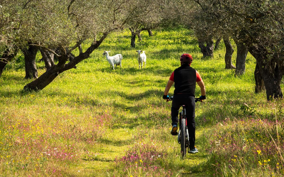 Explore Messinia E-Bike Navarino 88721