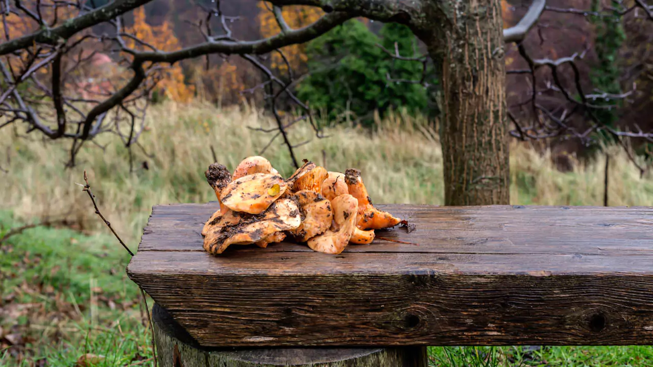 Explore Messinia-Mushrooms on a table after a mushroom hunting at Mainalo mountain