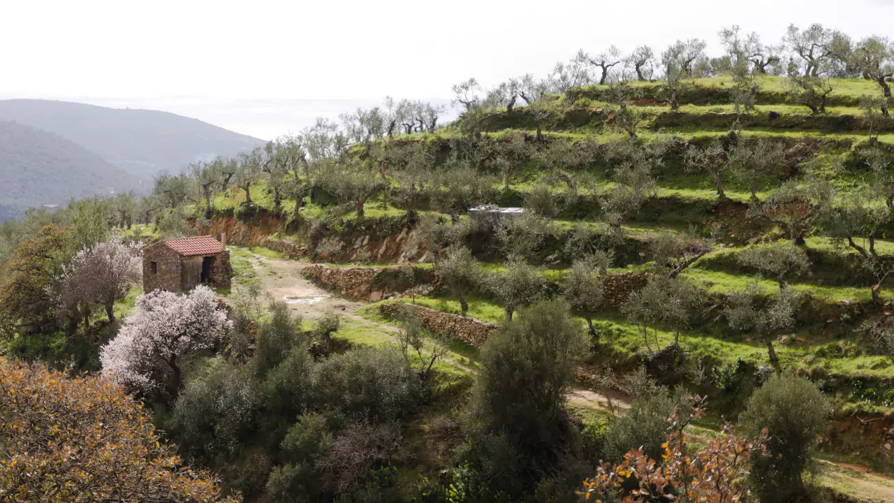Terraced olive groves in Mani Greece. Terraced olive groves in Mani Greece with a small stone building and spring blossoms under rolling hills.