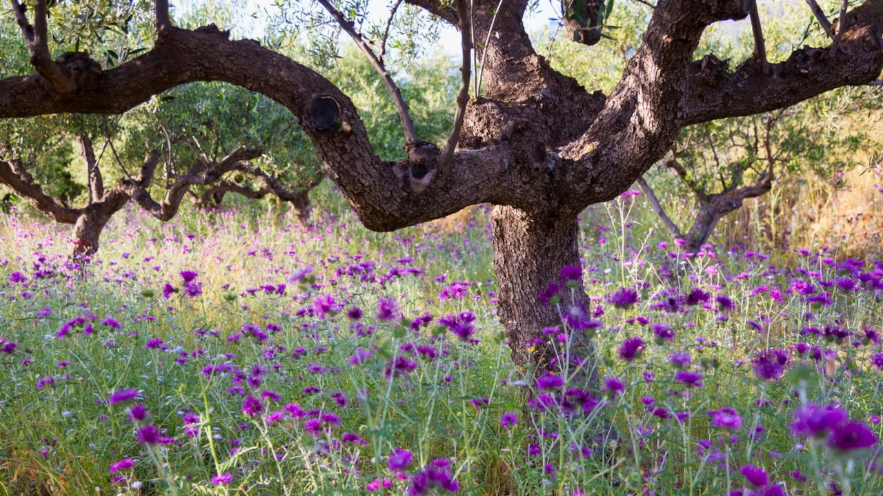 Knorrige Olivenbäume und wilde lila Blumen Knorrige Olivenbäume und wilde lila Blumen
