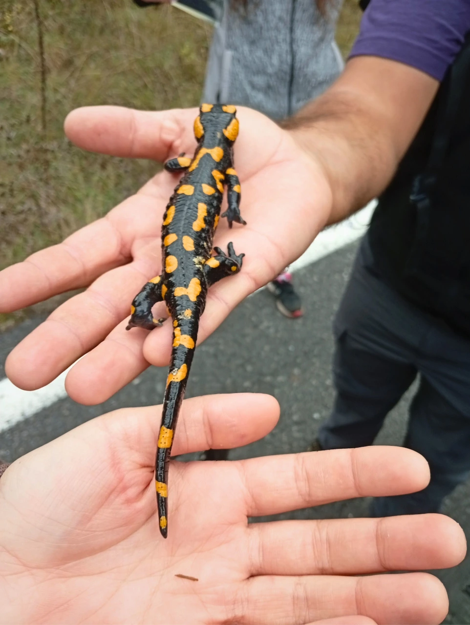 menalon forest ebike tour ecosystem menalon forest ebike tour ecosystem