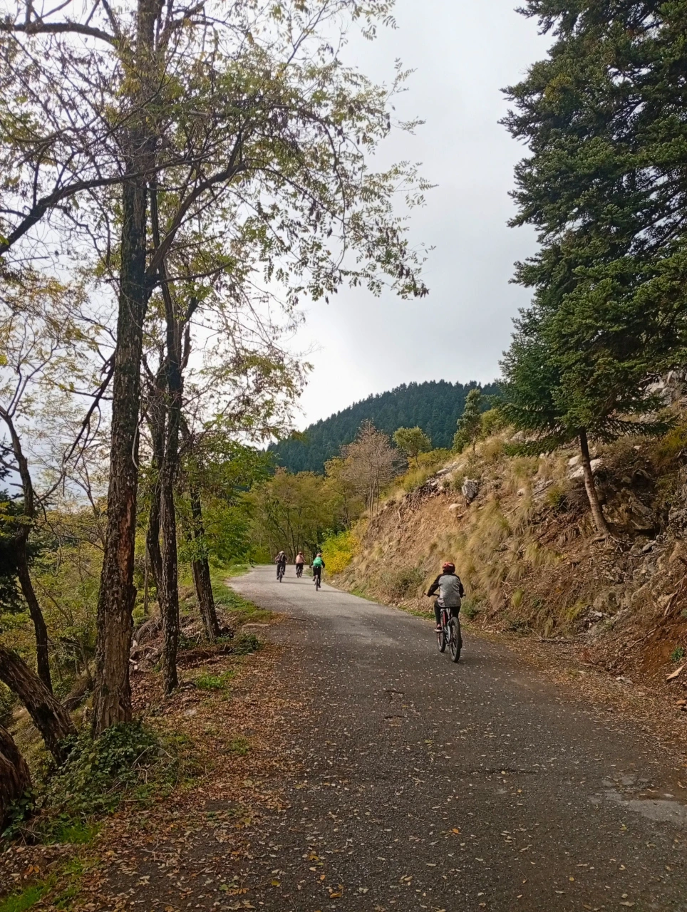 menalon forest ebike tour flow menalon forest ebike tour flow